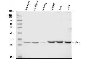 Western blot analysis of Cd70 using anti-Cd70 antibody (ABIN7601463). (CD70 anticorps  (AA 36-191))