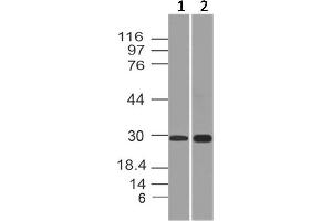 Image no. 1 for anti-APAF1 Interacting Protein (APIP) antibody (ABIN5027749) (APIP anticorps)