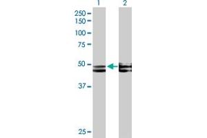 Western Blot analysis of FICD expression in transfected 293T cell line by FICD MaxPab polyclonal antibody. (FICD anticorps  (AA 1-458))