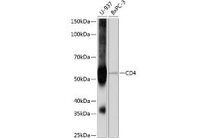 Western blot analysis of extracts of various cell lines, using CD4 antibody (ABIN7266195) at 1:1000 dilution. (CD4 anticorps)