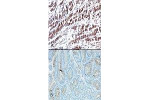 Image no. 1 for anti-HtrA Serine Peptidase 2 (HTRA2) (AA 335-350) antibody (ABIN208125)