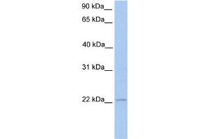 WB Suggested Anti-ISG20 Antibody Titration:  0. (ISG20 anticorps  (Middle Region))