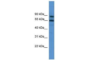 WB Suggested Anti-ZNF257 Antibody Titration:  0. (ZNF257 anticorps  (C-Term))
