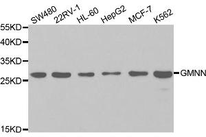 Western blot analysis of extracts of various cell lines, using GMNN antibody.