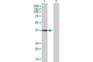 Western Blot analysis of OGG1 expression in transfected 293T cell line by OGG1 MaxPab polyclonal antibody.