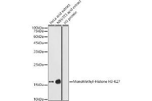 Western blot analysis of extracts of various cell lines, using MonoMethyl-Histone H3-K27 antibody (ABIN3023262, ABIN3023263, ABIN3023264, ABIN1513004 and ABIN6219518) at 1:1000 dilution. (Histone 3 anticorps  (H3K27me1))