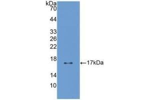 Detection of Recombinant PTN, Human using Polyclonal Antibody to Pleiotrophin (PTN) (Pleiotrophin anticorps  (AA 33-168))