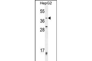 ZN Antibody (C-term) (ABIN654520 and ABIN2844243) western blot analysis in HepG2 cell line lysates (35 μg/lane). (ZNF763 anticorps  (C-Term))