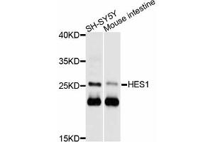 Western blot analysis of extracts of various cell lines, using HES1 antibody (ABIN4903890) at 1:1000 dilution. (HES1 anticorps)