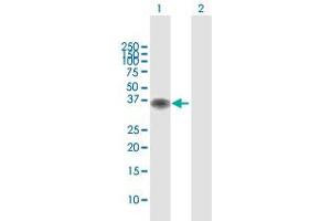Western Blot analysis of BOLL expression in transfected 293T cell line by BOLL MaxPab polyclonal antibody. (BOLL anticorps  (AA 1-295))