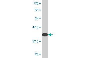Western Blot detection against Immunogen (36.
