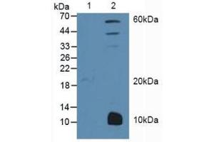 Figure. (PPARG anticorps  (AA 349-488))