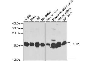 Western blot analysis of extracts of various cell lines using CFL2 Polyclonal Antibody at dilution of 1:1000. (Cofilin 2 anticorps)