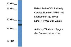 Western Blotting (WB) image for anti-NAD(P)H Dehydrogenase, Quinone 1 (NQO1) (Middle Region) antibody (ABIN2788702) (NQO1 anticorps  (Middle Region))
