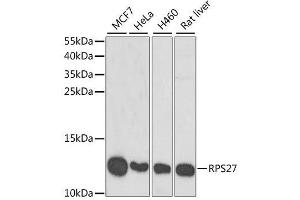 Western blot analysis of extracts of various cell lines, using RPS27 antibody. (RPS27 anticorps  (AA 1-84))