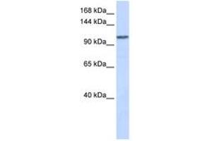 Image no. 1 for anti-WD Repeat Domain 63 (WDR63) (AA 288-337) antibody (ABIN6743668)