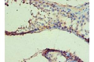 IHC analysis of paraffin-embedded human testis, using IDH1 antibody (1/100 dilution). (IDH1 anticorps  (AA 1-240))