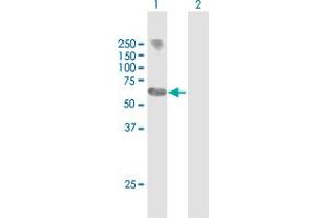 Western Blot analysis of MYCN expression in transfected 293T cell line by MYCN MaxPab polyclonal antibody. (MYCN anticorps  (AA 1-464))