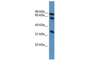 ELMO1 antibody used at 0. (ELMO1 anticorps  (C-Term))
