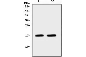 Western blot analysis of ANP using anti-ANP antibody (ABIN5693163).