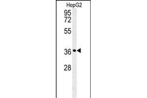 CCND1- antibody (ABIN651507 and ABIN2840269) western blot analysis in HepG2 cell line lysates (35 μg/lane). (Cyclin D1 anticorps  (AA 203-238))