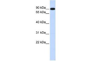 ZXDA antibody used at 0.