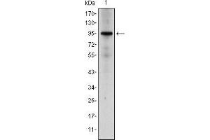 Western blot analysis using NR3C1 mouse mAb against Hela cell lysate. (Glucocorticoid Receptor anticorps)