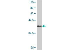 Western Blot detection against Immunogen (37.
