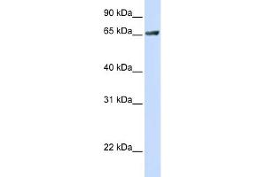 WB Suggested Anti-RUFY1 Antibody Titration:  0. (RUFY1 anticorps  (C-Term))