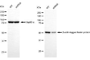 Western blotting analysis using ALDH1B1 antibody (ABIN7797559).