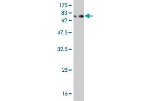 Western Blot detection against Immunogen (85. (IFNA2 anticorps  (AA 24-188))