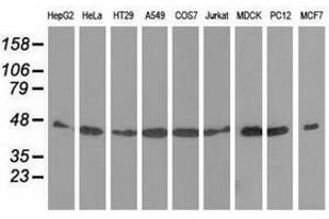 Image no. 6 for anti-DnaJ (Hsp40) Homolog, Subfamily A, Member 2 (DNAJA2) antibody (ABIN1497860) (DNAJA2 anticorps)