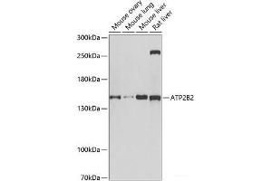 Western blot analysis of extracts of various cell lines using ATP2B2 Polyclonal Antibody at dilution of 1:1000. (ATP2B2 anticorps)
