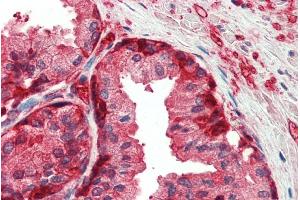 ABIN185418 (5µg/ml) staining of paraffin embedded Human Prostate.