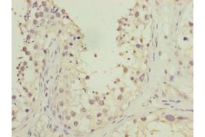 Immunohistochemistry of paraffin-embedded human testis tissue using ABIN7165635 at dilution of 1:100 (HOOK1 anticorps  (AA 301-600))