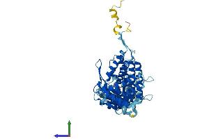 AlphaFold protein structure predicition of Human Recombinant TCP1 Protein, UniprotID P17987
