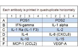 Image no. 1 for Equine Cytokine Array Q1 (ABIN4956019)