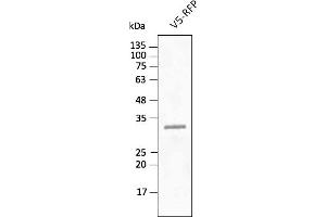 Western Blotting (WB) image for anti-tdTomato Fluorescent Protein (tdTomato) antibody (DyLight 488) (ABIN7273112) (tdTomato anticorps  (DyLight 488))