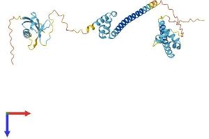 AlphaFold protein structure predicition of Human Recombinant DFFA Protein, UniprotID O00273