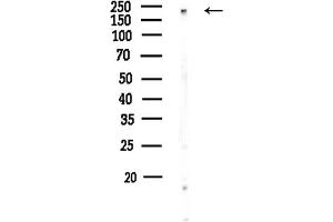 anti-Host Cell Factor C1 (VP16-Accessory Protein) (HCFC1) (N-Term) antibody