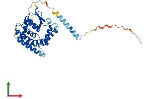AlphaFold protein structure predicition of Mouse Recombinant Mtx1 Protein, UniprotID P47802