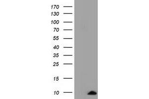 Western Blotting (WB) image for anti-Cytochrome C Oxidase Subunit VIa Polypeptide 1 (COX6A1) antibody (ABIN1497585) (COX6A1 anticorps)