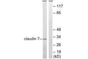 Western blot analysis of extracts from rat liver cells, using Claudin 7 (Ab-210) antibody. (Claudin 7 anticorps  (Tyr210))