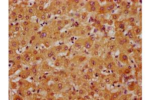 IHC image of ABIN7143409 diluted at 1:400 and staining in paraffin-embedded human liver tissue performed on a Leica BondTM system. (APMAP anticorps  (AA 134-240))