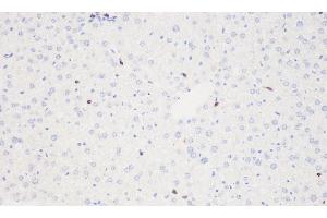 Immunohistochemistry analysis of paraffin-embedded mouse liver using THY1 Polyclonal Antibody at dilution of 1:500. (CD90 anticorps)
