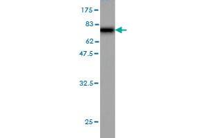 Western Blot detection against Immunogen (75. (Septin 10 anticorps  (AA 1-454))