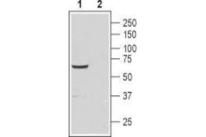 Western blot analysis of rat testis lysate: - 1. (CATSPER4 anticorps  (1st Extracellular Loop))