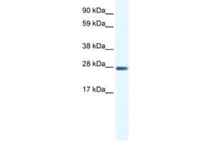 Western Blotting (WB) image for anti-Cl Ion Channel 1 antibody (ABIN2461091) (Cl Ion Channel 1 anticorps)