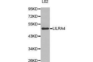 Western Blotting (WB) image for anti-Leukocyte Immunoglobulin-Like Receptor, Subfamily A (With TM Domain), Member 4 (LILRA4) antibody (ABIN1875503) (LILRA4 anticorps)