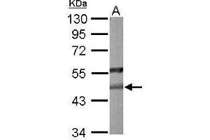 WB Image Sample (50 ug of whole cell lysate) A: mouse liver 10% SDS PAGE antibody diluted at 1:1000